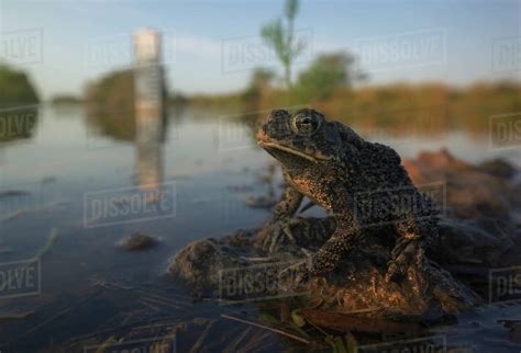 Southern Toad Anaxyrus Terrestris Sitting On Rock The Everglades