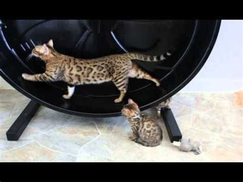 The munchkin cats cost around $250 to $500. how much do javanese cats cost - YouTube