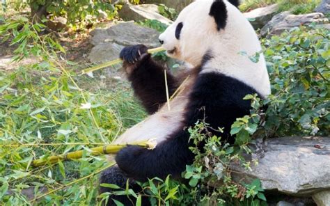 Exploring The Differences Between Red Pandas And Giant Pandas