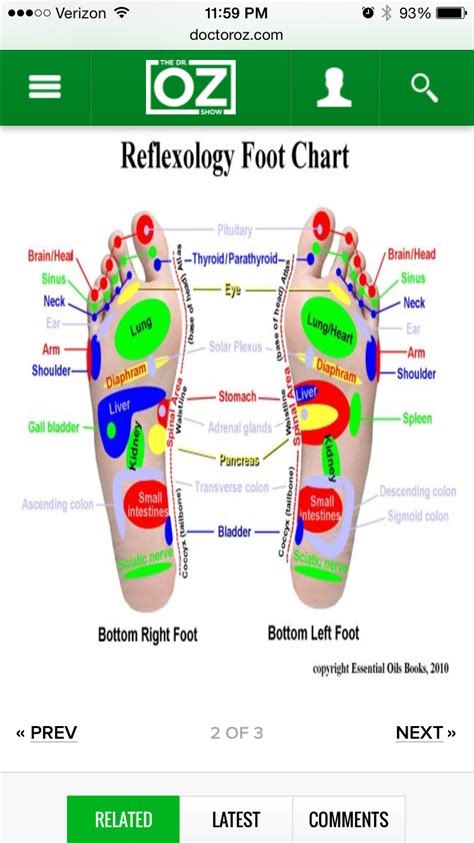 Adrenal Glands Adrenals Reflexology Foot Chart Pancreas Sinusitis