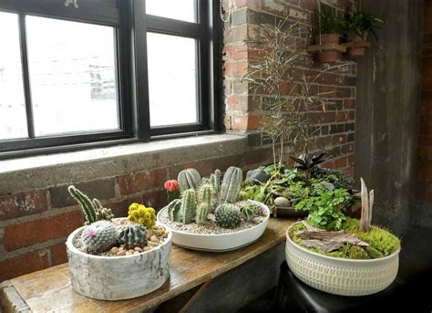 How To Make An Indoor Dish Garden Better Homes And Gardens