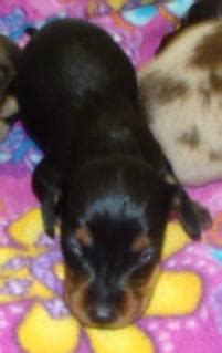 Including the yorkie, chihuahua, morkie, maltese, poodle, french bulldog, dachshund. ACA Mini Dachshund Puppies for Sale in Eureka, Kansas Classified | AmericanListed.com