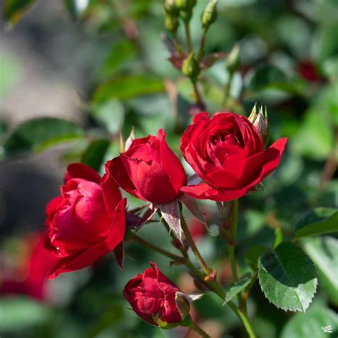 Cherry Frost Climbing Rose — Green Acres Nursery And Supply