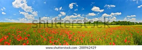 Panorama Poppy Field Summer Countryside Stock Photo Edit Now 288962429