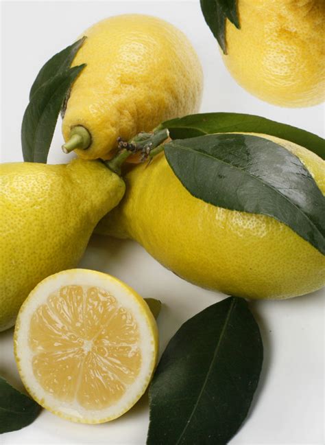 Limone Lunario Citrus Limon Agrumi Lenzi
