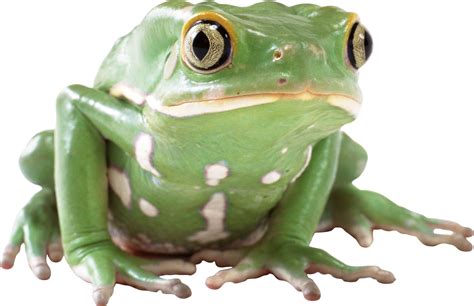 Frog Png Image Transparent Image Download Size 2044x1323px
