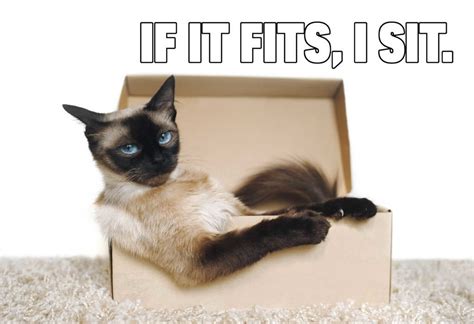 If It Fits I Sit Cat Meme Meme By Animekid 39 Memedroid