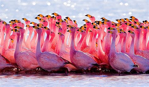 46 Pink Flamingo Wallpaper