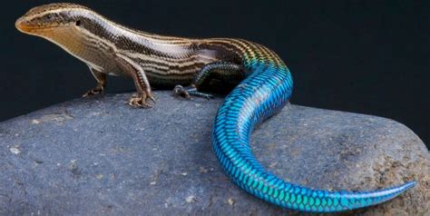 What Do Blue Tailed Skinks Eat