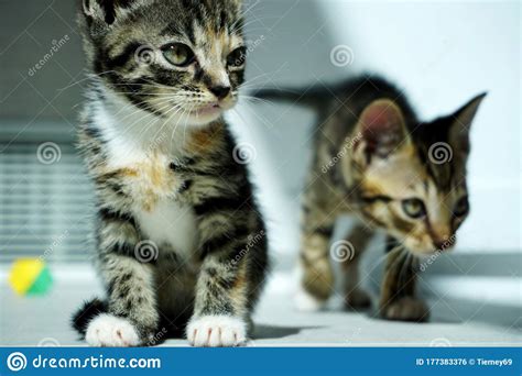 Two Cute Tiny Tabby Kittens Indoors Looking At Something Stock Photo
