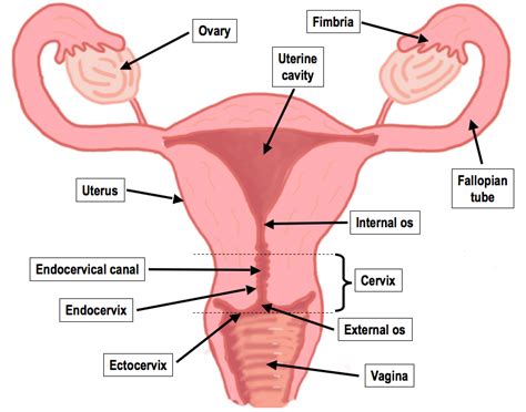 Ans 215 physiology and anatomy of. Female Reproductive system | Histology Blog