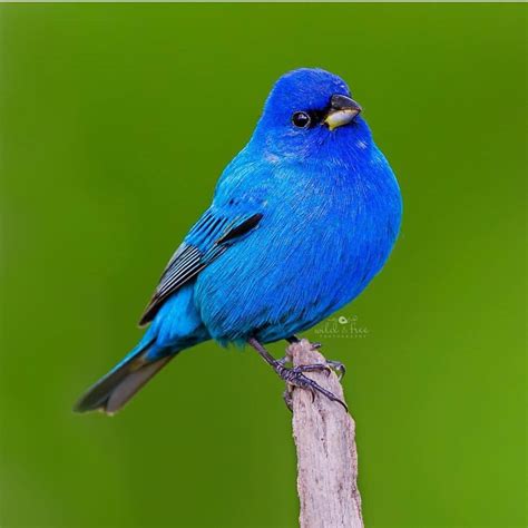 This Is An Indigo Bunting Or As We Say An Indie They Migrate At