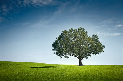Tree On Hill Pictures Download Free Images On Unsplash