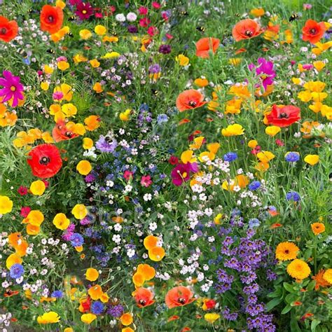 1 X 25g Wild Flower Meadow Seeds Wild Scented Bee Mixed Meadow No Grass