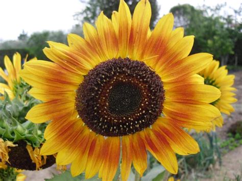 Hermosas Imágenes De Flores Naturales Para Compartir ImÁgenes De