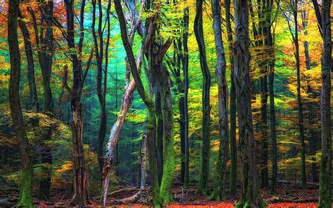 Painted Forest Forest Gold Green Yellow Colors Trees Blue Hd