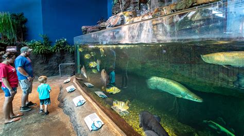 Ripleys Aquarium Of The Smokies Aquarium Gatlinburg Location De