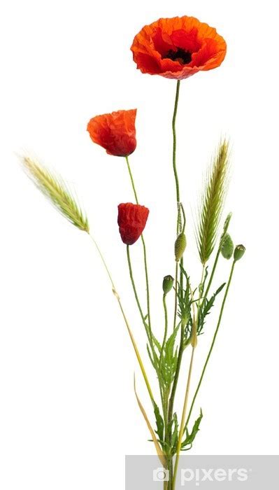 Mini artificiel réel coquelicots tactiles fleurs décoratives bouquet pour home décor caractéristique : Coquelicot Bouquet - Image gratuit bouquet de coquelicots ...