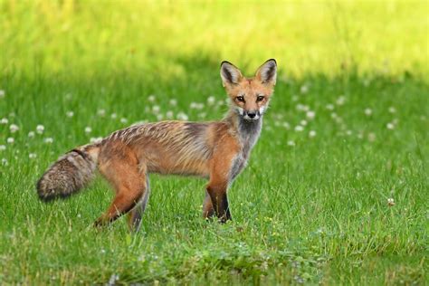 Red Fox Female Kevin Flickr