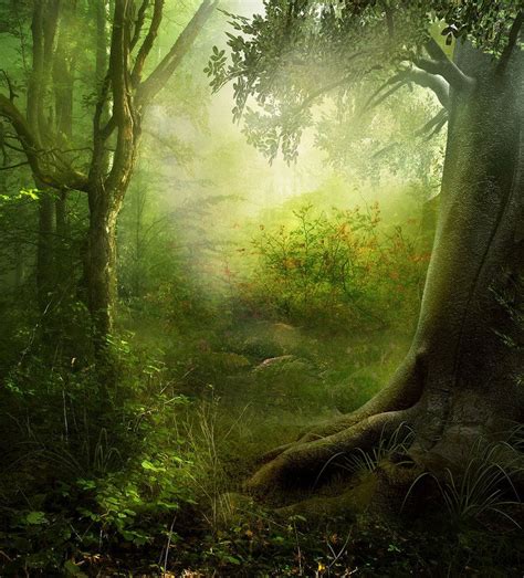 Enchanted Forest Fantasy Forest Magic Forest Fantasy Art Mystical