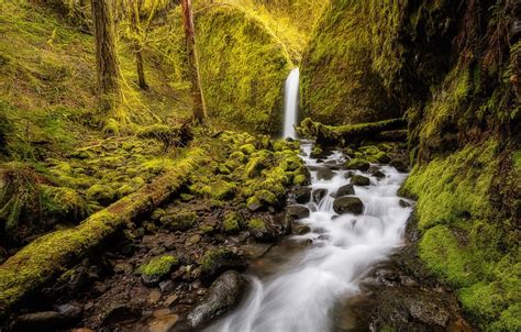 Wallpaper Forest Stream Waterfall Moss Oregon Oregon Columbia