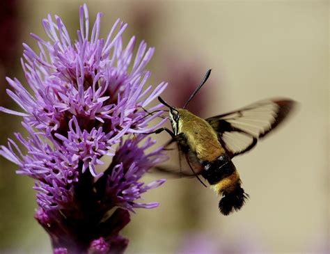 Clearwing Hummingbird Moth Photograph By Rosanne Jordan
