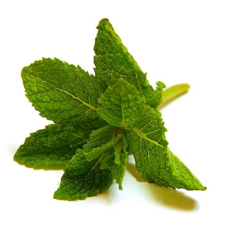 Eating Eden Our Blog Health Benefits Of Mint