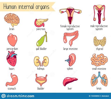 Human Internal Organs Vector Set. Cartoon-style Illustration Of 16 ...