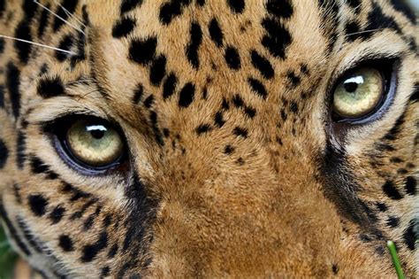232 Best Jaguar Images On Pinterest Big Cats Animal Pictures