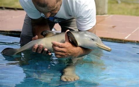 Baby Dolphin Baby Dolphins Cute Animals Cute Baby Animals
