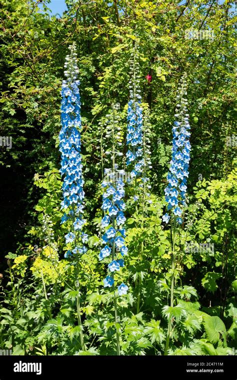 Blue Delphiniums Tall Perennial Flowers In An English Garden Uk Stock
