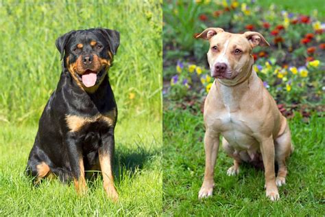 Pitweiler Rottweiler And Pitbull Mix Info Pictures Facts Faqs And More