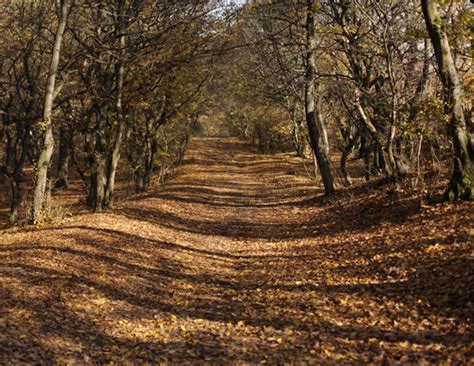Maybe you would like to learn more about one of these? Haunted: Hoia Baciu Forest, Romania - lifeberrys.com