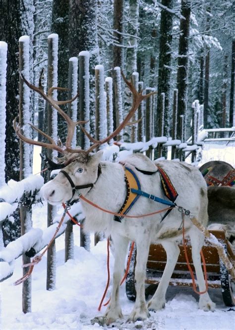 lapland restaurant kotahovi is located in santa claus reindeer resort in rovaniemi in finland