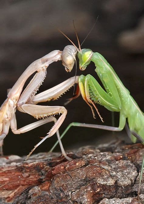 32 Praying Mantis Ideas Praying Mantis Beautiful Bugs Cool Insects