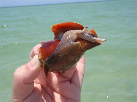 South Sea Conch Snail Fighting Conch Florida Conch