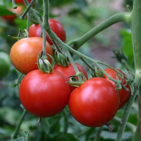 Round Tomato Matina Solanum Lycopersicum De Bolster Organic Seeds