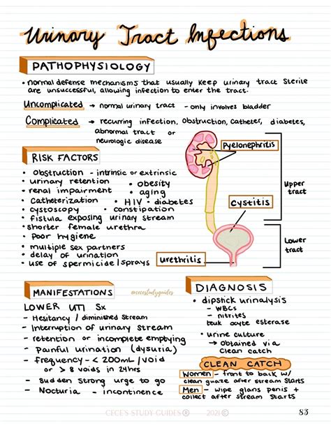 Urinary Tract Infections Nursing Study Guide Med Surg Cheat Sheet Nursing Notes
