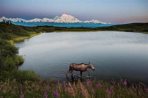 Address, phone number, denali national park reviews: See the amazing images of Alaska's Denali National Park captured by Michigan photographer ...