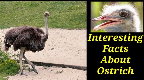 6 Interesting Facts About Ostrich For Kids General Knowledge Questions