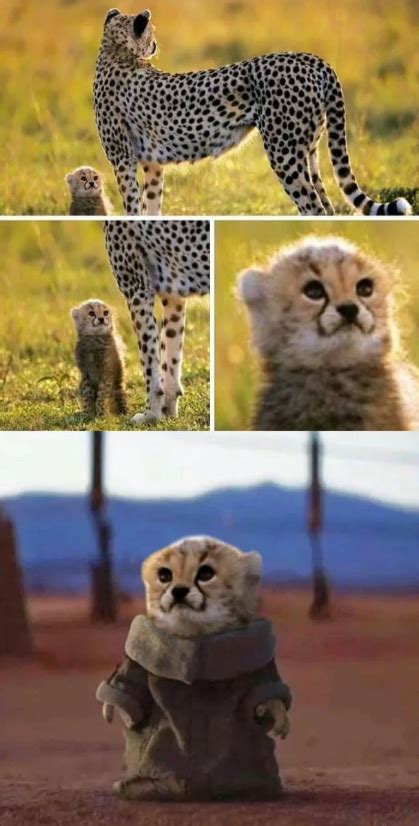 Baby Cheetah Aww