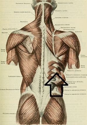 Intermediate back muscles latissimus dorsi: Flashcards - Back Muscles List & Flashcards | Study.com