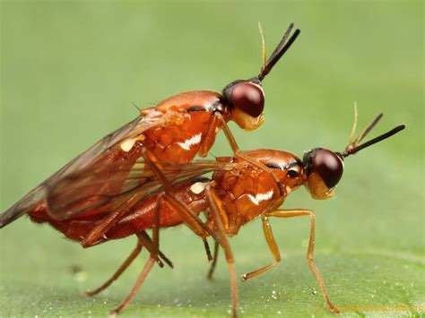 Sex On Six Legs When Insects Go Wild Wbur News