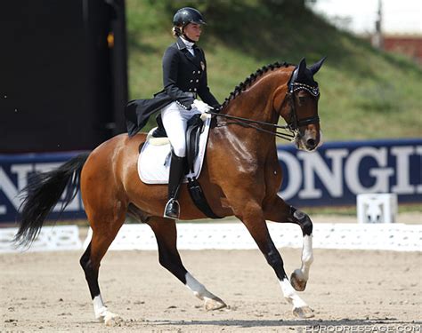 Whether you are looking to further your knowledge, rider. FEI Dressage Horse for Sale: Leopold