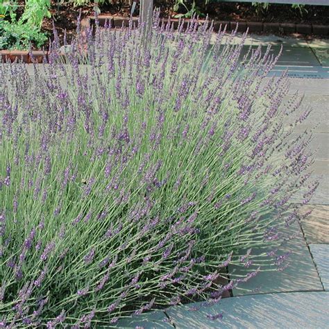Lavandula Intermedia Grosso Lavender From Sandys Plants