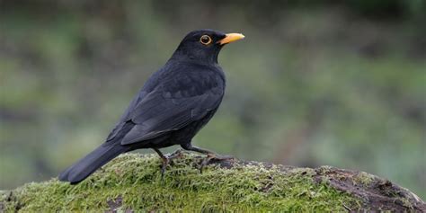 Merle Noir Lpo Ligue Pour La Protection Des Oiseaux Agir Pour La