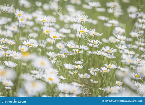 Beautiful Chamomile Field Flowers Background Nature Scene With