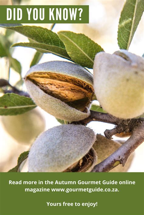 Almonds Gourmet Stone Fruits Health Snacks