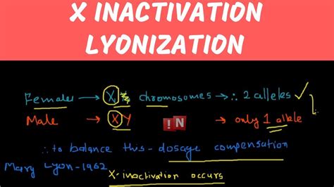 Lyonization is inactivation of one of the x chromosomes in females. X Inactivation - Lyonization - YouTube