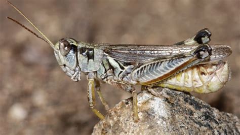 western drought brings another woe voracious grasshoppers news10 abc